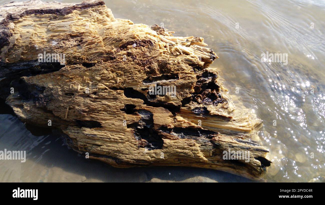 Wet crumbling wood close-up. A wooden surface that is in the water for a long time. Woody balance floated downstream Stock Photo