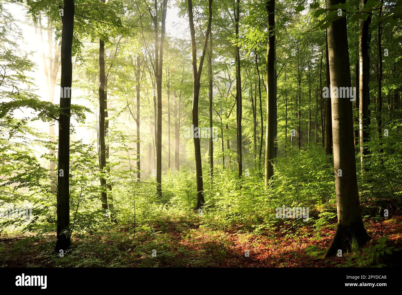 Mysterious morning in beech hi-res stock photography and images - Alamy