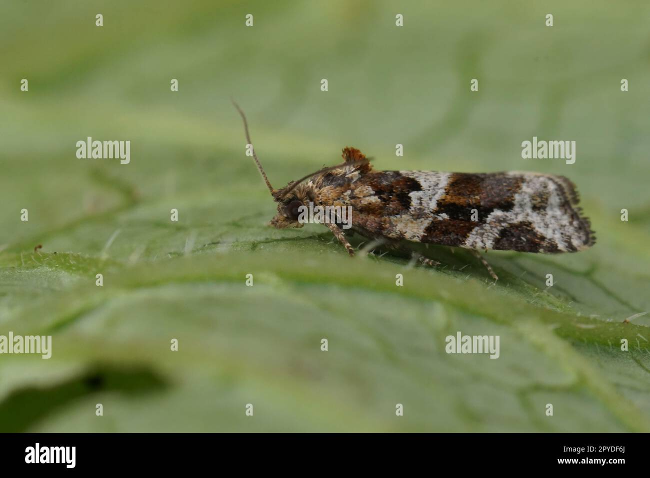 Detailed closeup on a small brown Tortricid Heater moth, Argyrotaenia ljungiana sitting on wood Stock Photo