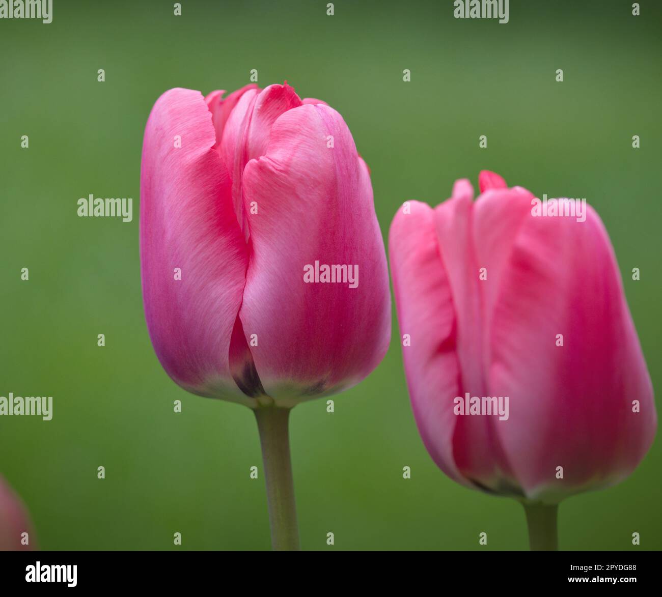 Pink tulip in the garden in spring Stock Photo