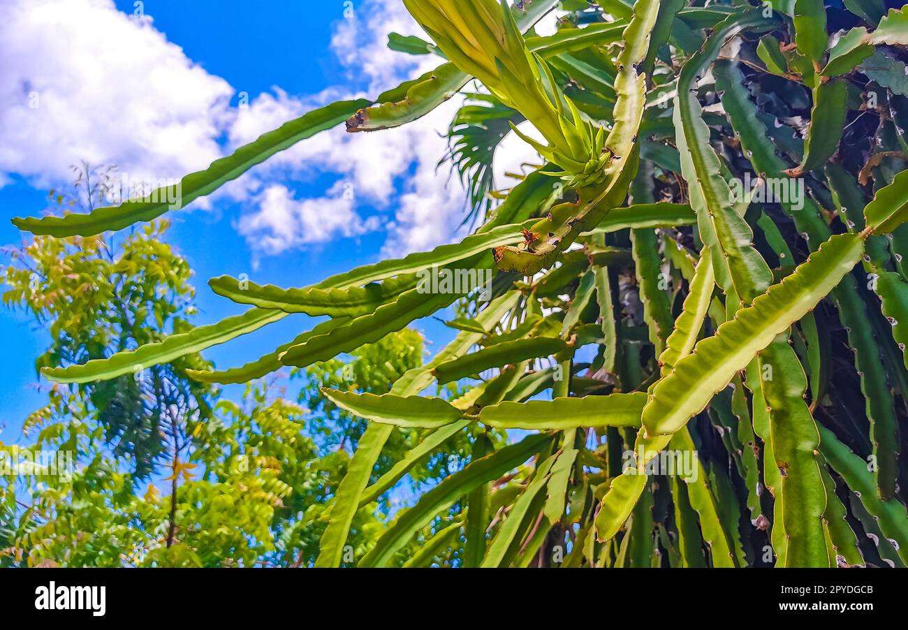 Flower and plant of a dragon fruit Pitaya in Playa del Carmen Mexico