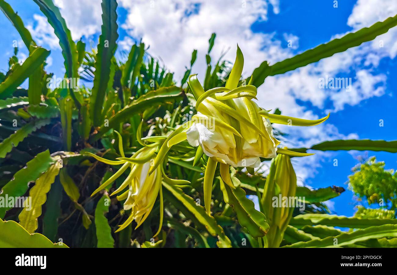 Flower and plant of a dragon fruit Pitaya in Playa del Carmen Mexico