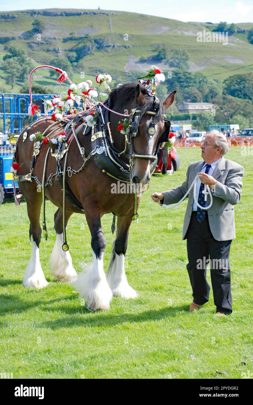 Showing a heavy horse at the Kilsey Show, Wharfedale,Yorkshire Dales