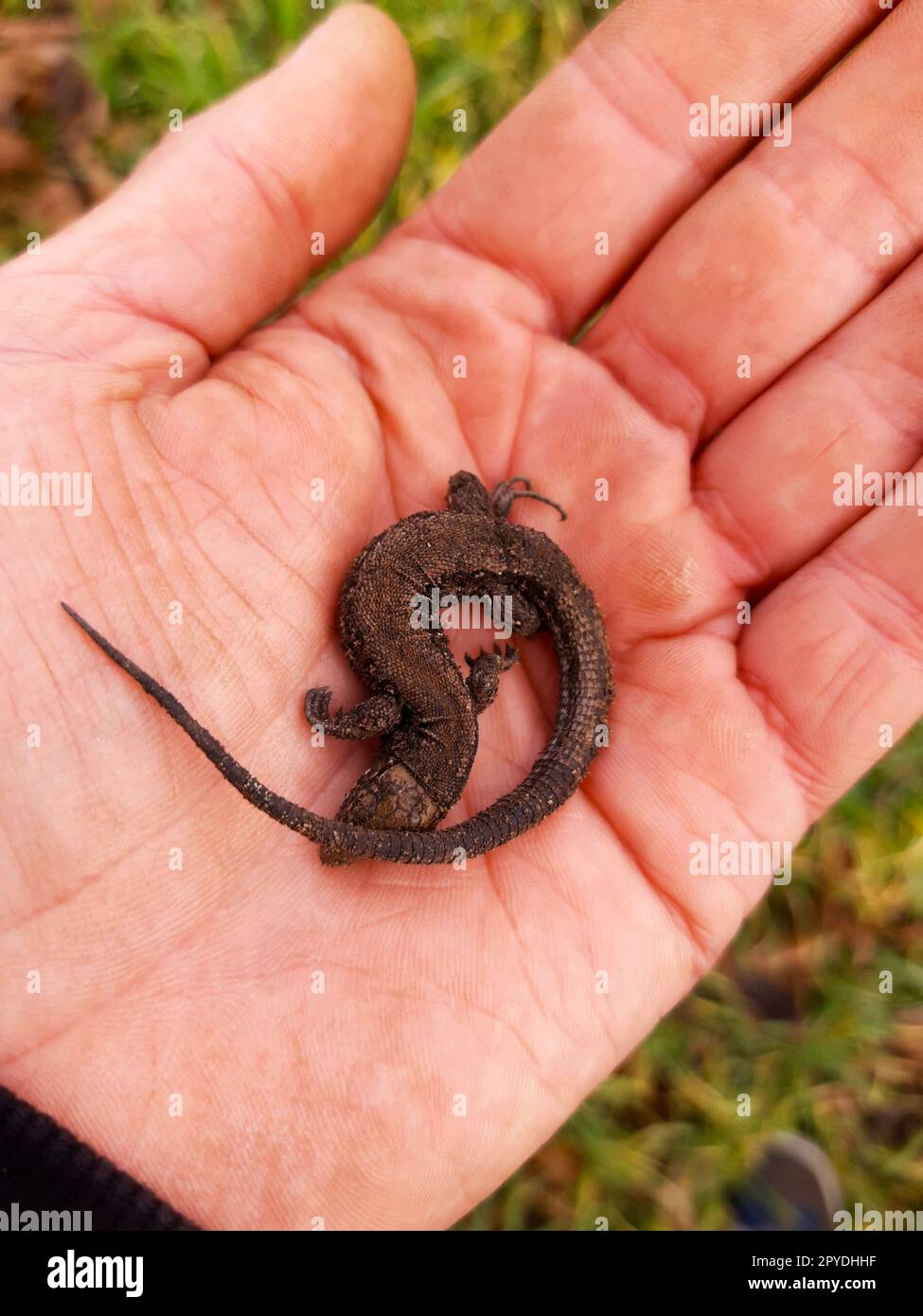 Sleeping earth lizard in the palm of your hand Stock Photo