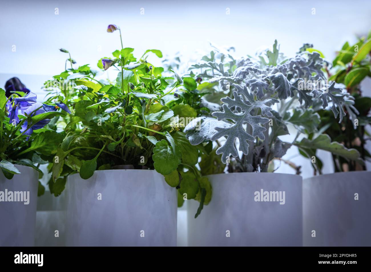 Sprouts and cultivation of herbs under grow lights Stock Photo Alamy