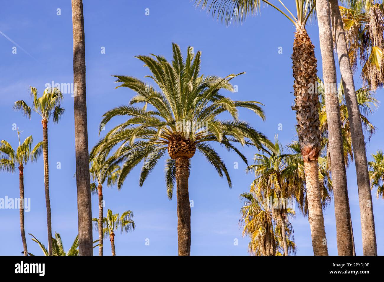 Los Angeles Palm Trees Stock Photo Alamy