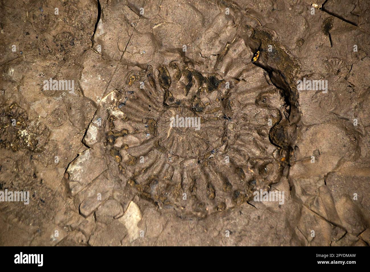 Ammonoids are a group of extinct marine mollusc animals in the subclass Ammonoidea of the class Cephalopoda. These molluscs are commonly referred as a Stock Photo