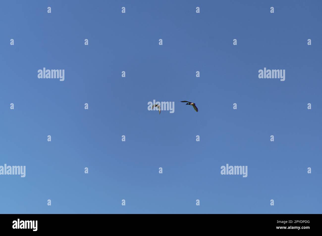 Two green-necked ducks flying in blue sky Stock Photo