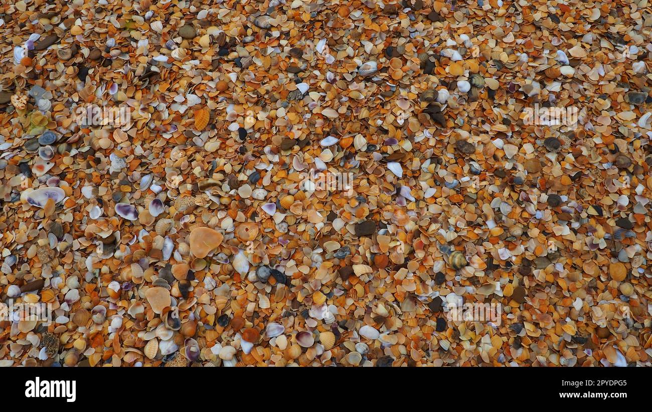 Shells from gastropods of bivalve molluscs living in the Azov and Black seas. Beige, brown, black, white seashells on the shore. The village of Golubitskaya. Broken small seashells Stock Photo