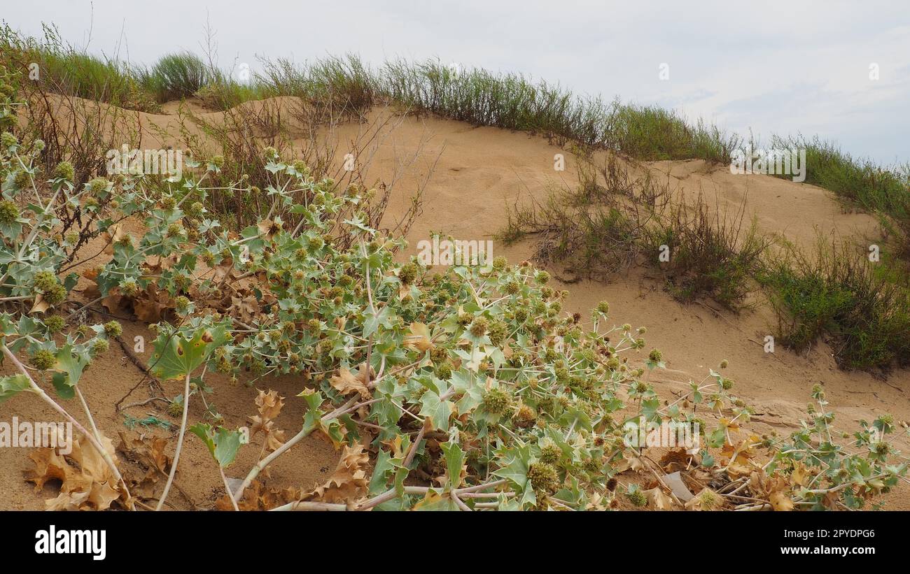 Bluehead or Eringium Eryngium, is a genus of herbaceous plants in the Umbelliferae family. Sandy places, thickets of bushes and steppes. Dunes of the Black Sea, Anapa, Vityazevo. Sandy beach and dunes Stock Photo