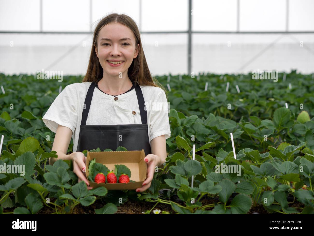 Young female tourist in apron holding paper box containing freshly picked Japanese strawberries from the garden. Fragrant, sweet, big, juicy, satisfying taste while visiting the indoor farm. Stock Photo