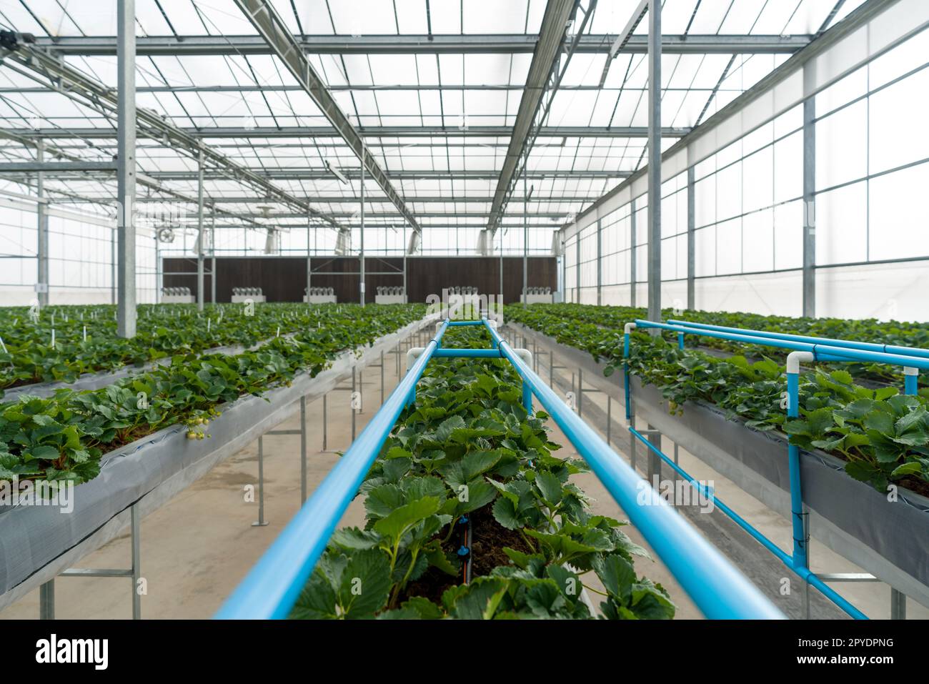 Greenhouse system for cultivation of strawberry. Water piping structure with lighting system in Aluminum Glass wall indoor farm. Stock Photo