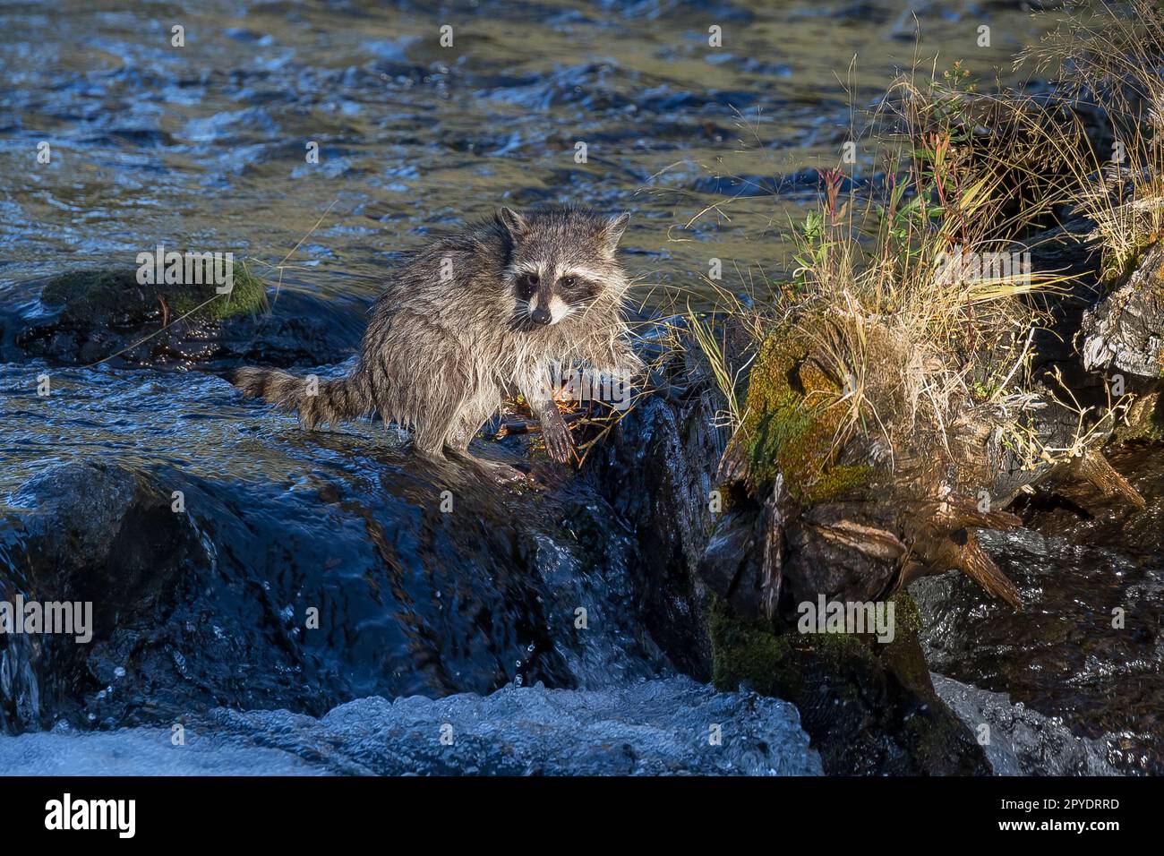 Raccoon river hi-res stock photography and images - Alamy