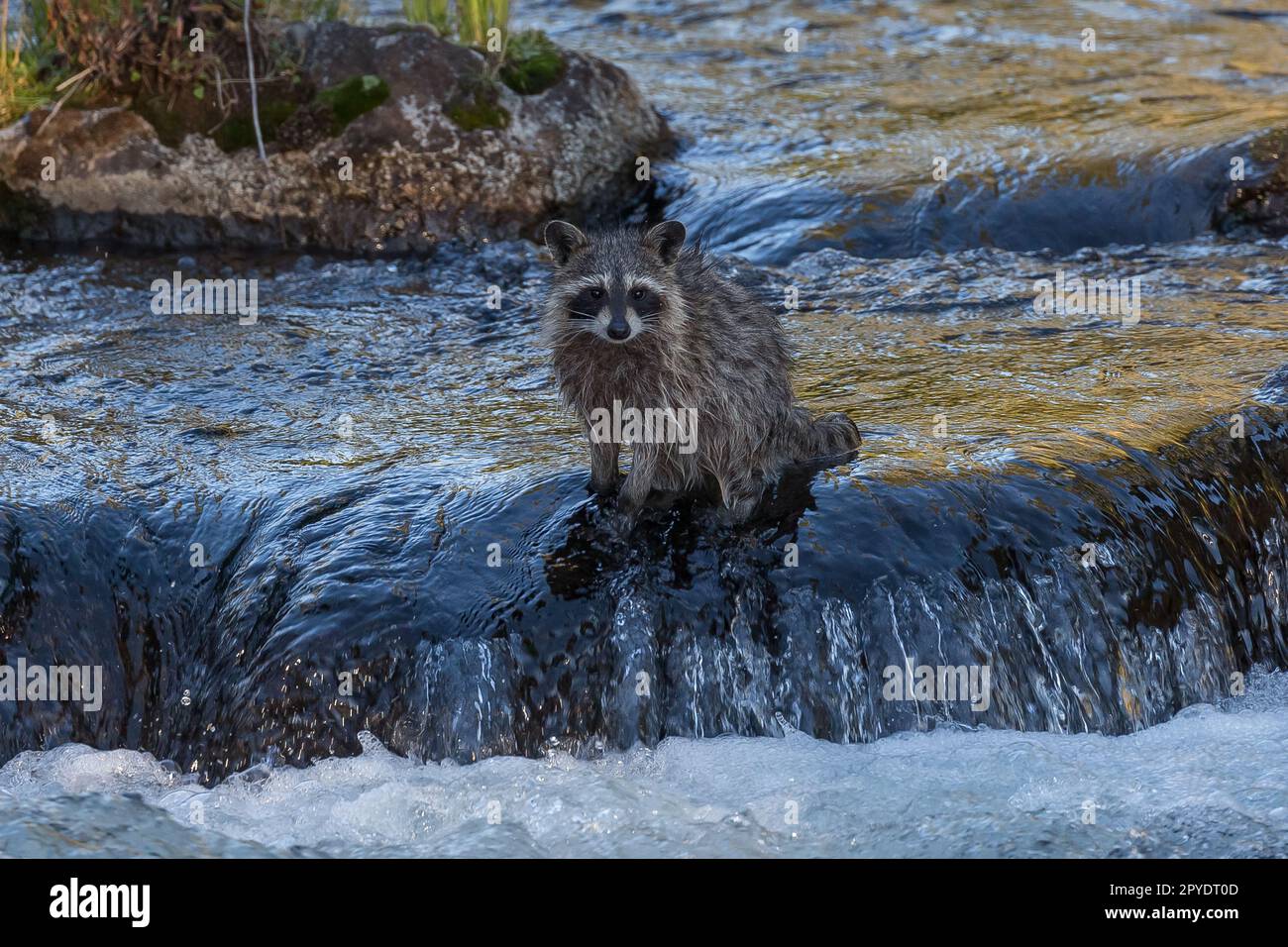 raccoon crossing river Stock Photo - Alamy