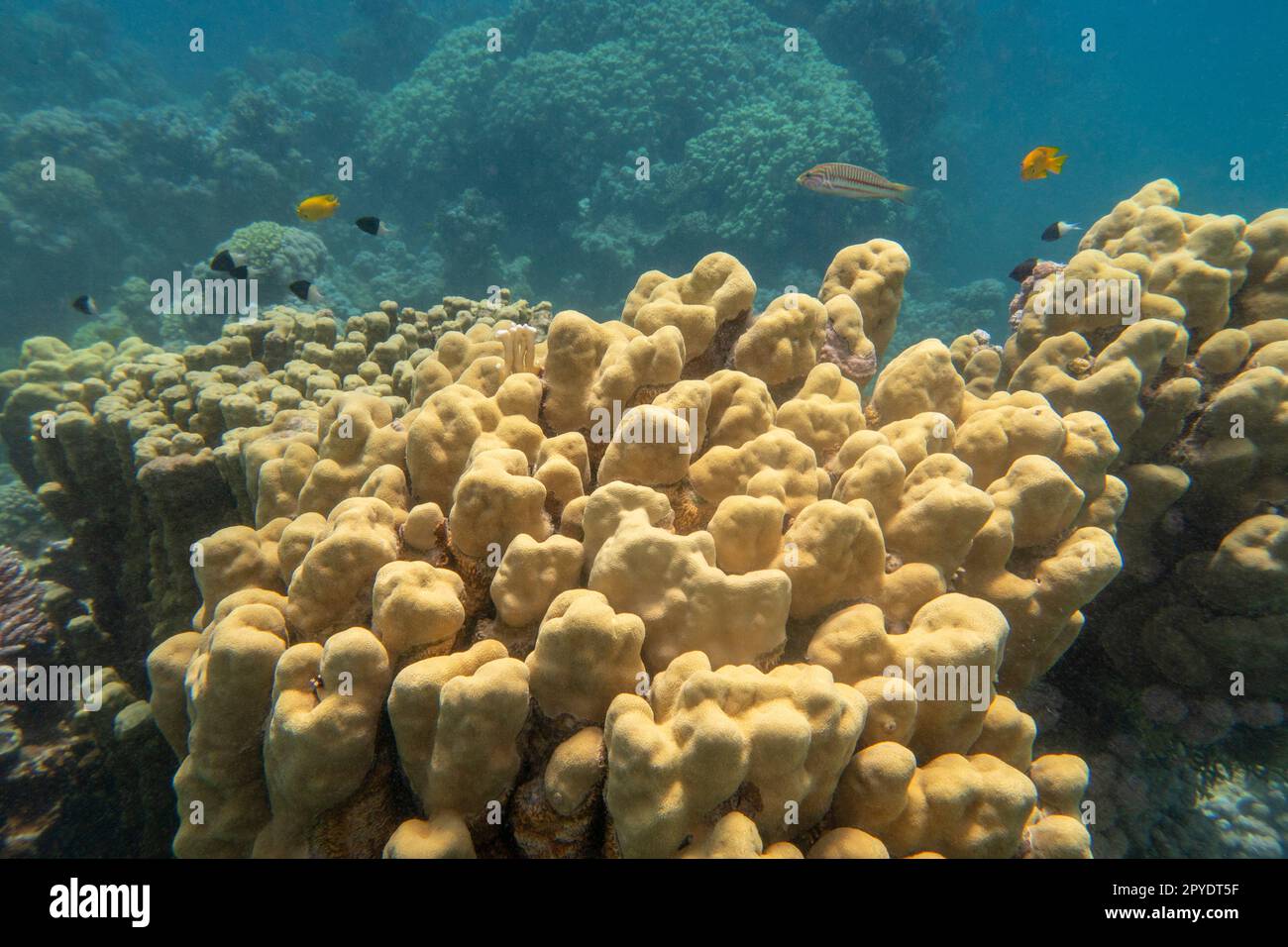 Colorful  picturesque coral reef at the bottom of tropical sea  great yellow porites coral  underwater landscape Stock Photo