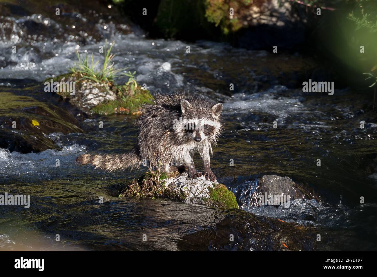 raccoon crossing river Stock Photo - Alamy