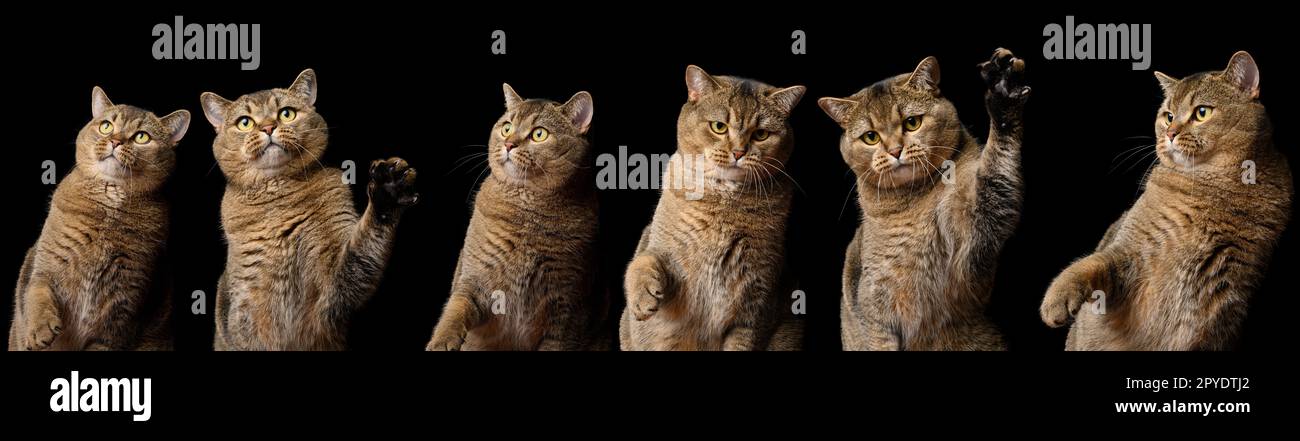 Different cat breeds hi-res stock photography and images - Alamy