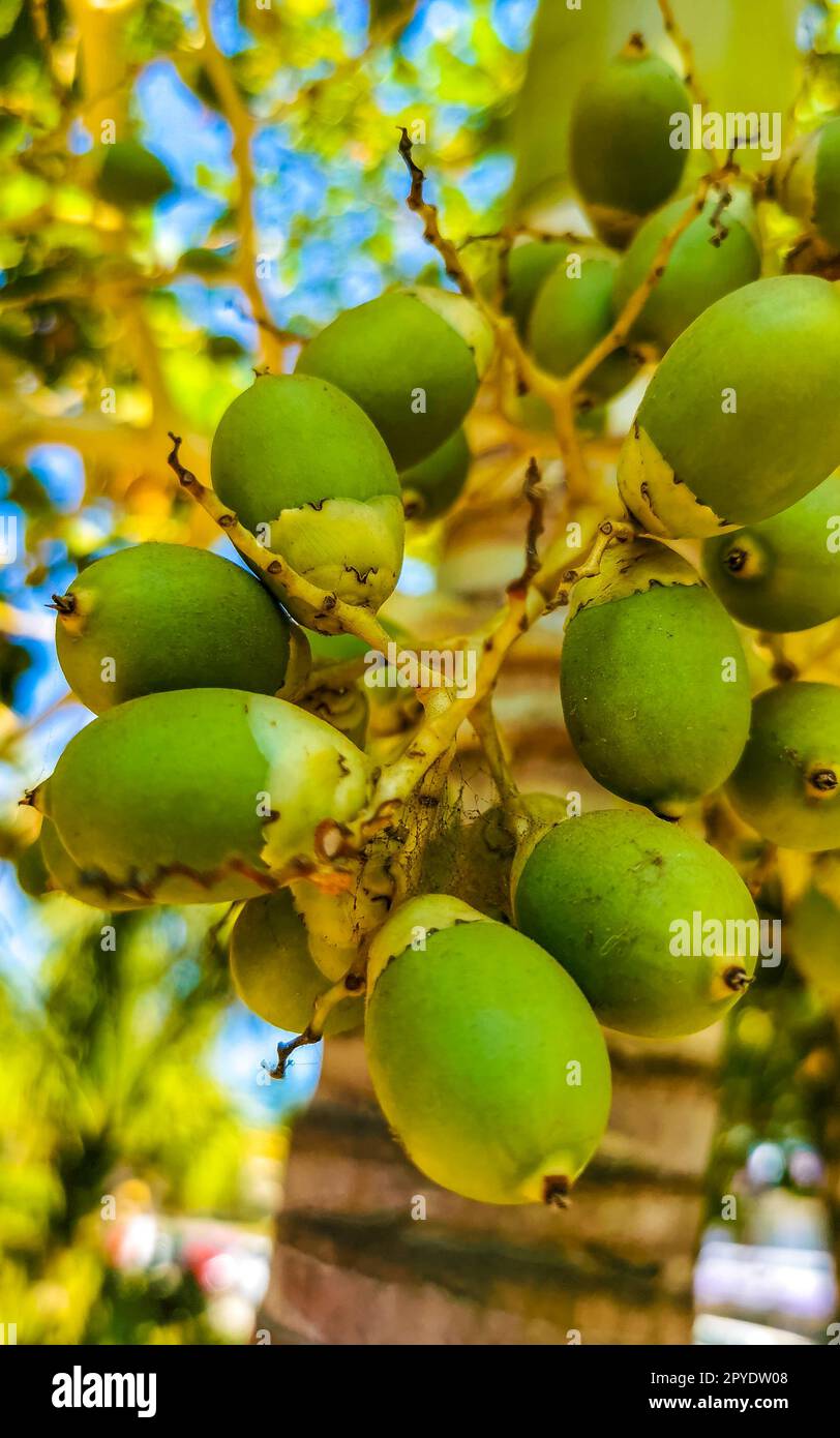 Palm tree red green palm dates nuts seeds betel nuts Stock Photo Alamy