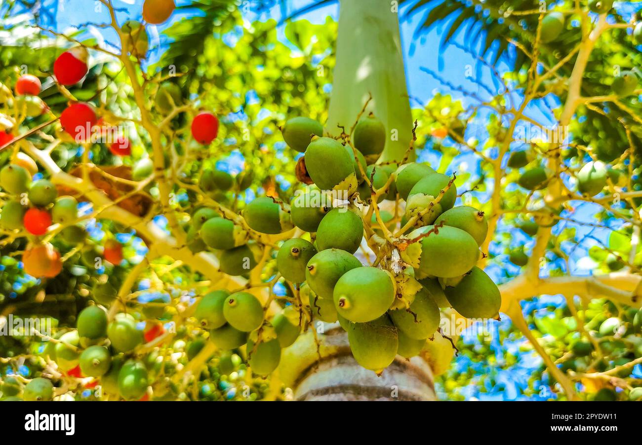 Tropical natural mexican palms palm tree trees with red green palm