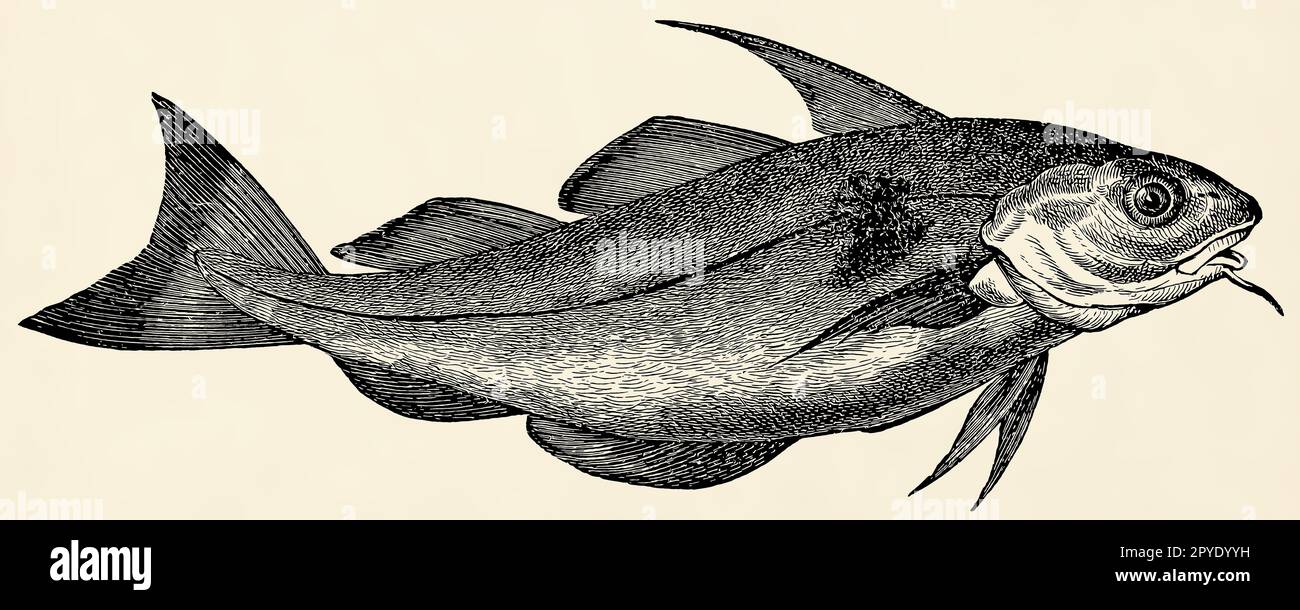 The fish haddock (Melanogrammus aeglefinus). Antique stylized