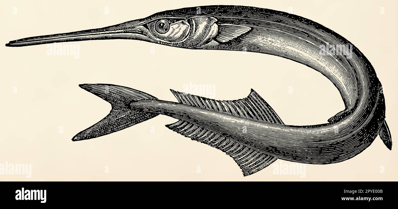 The fish - Garfish (Belone belone). Antique stylized illustration. Stock Photo