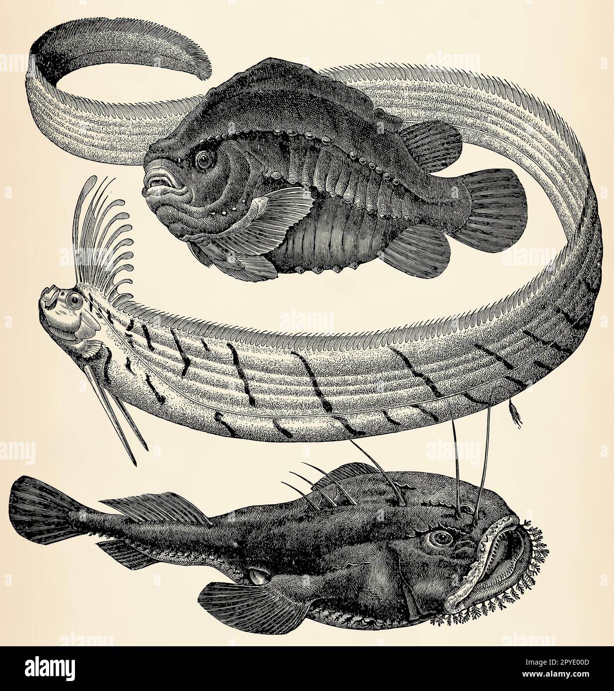 The fishes -  Cyclopterus lumpus, Giant oarfish (Regalecus glesne) and Lophius piscatorius. Antique stylized illustration. Stock Photo