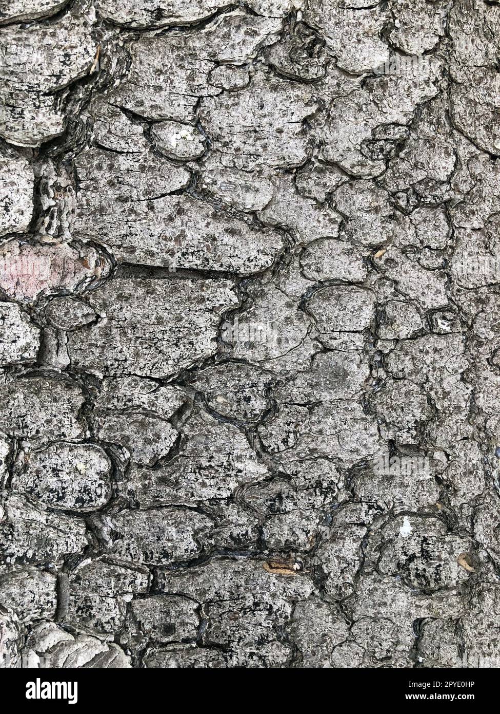 cracked tree bark background Stock Photo