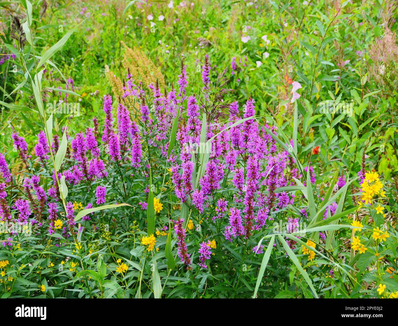 Wildflower blooming on meadow hi-res stock photography and images - Alamy