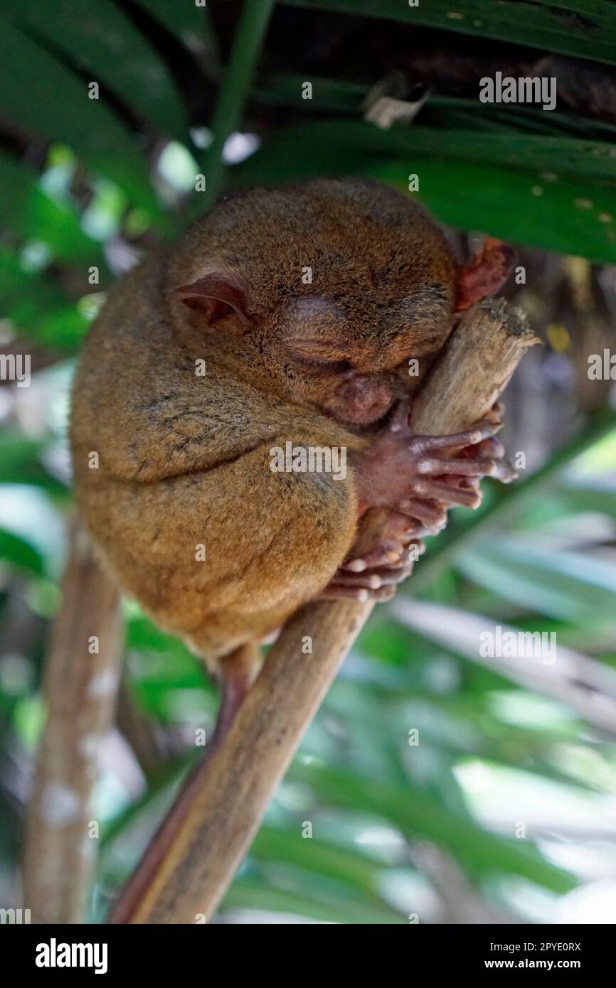 Portrait of Tarsier monkey (Tarsius Syrichta) on the tree at bohol ...