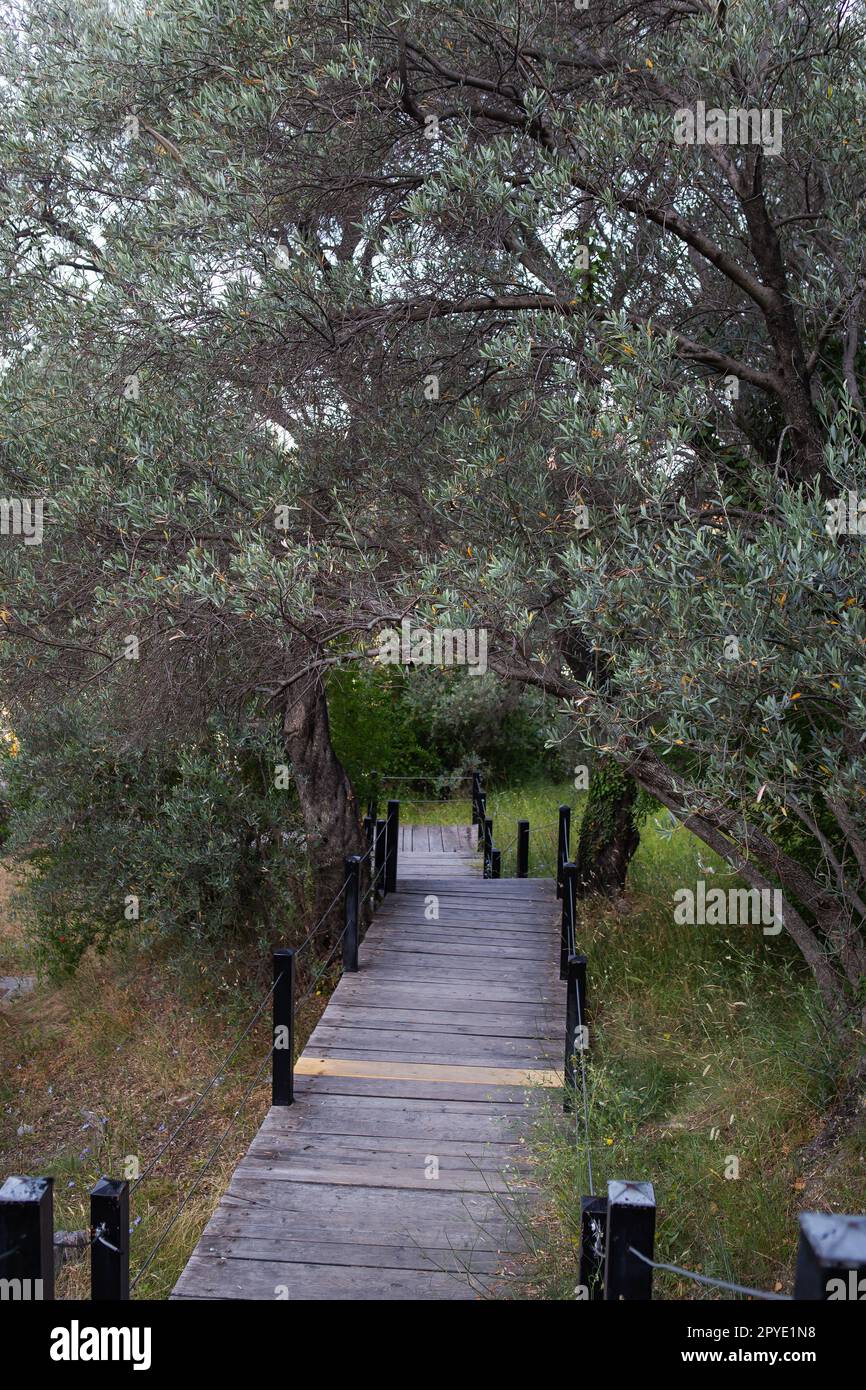 Olive grove in the garden, wooden stairs, road to the sea. Stock Photo