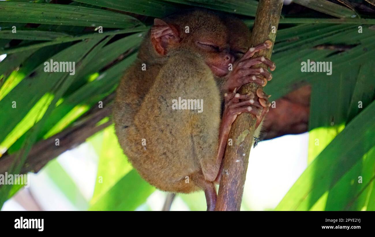 Portrait of Tarsier monkey (Tarsius Syrichta) on the tree at bohol ...
