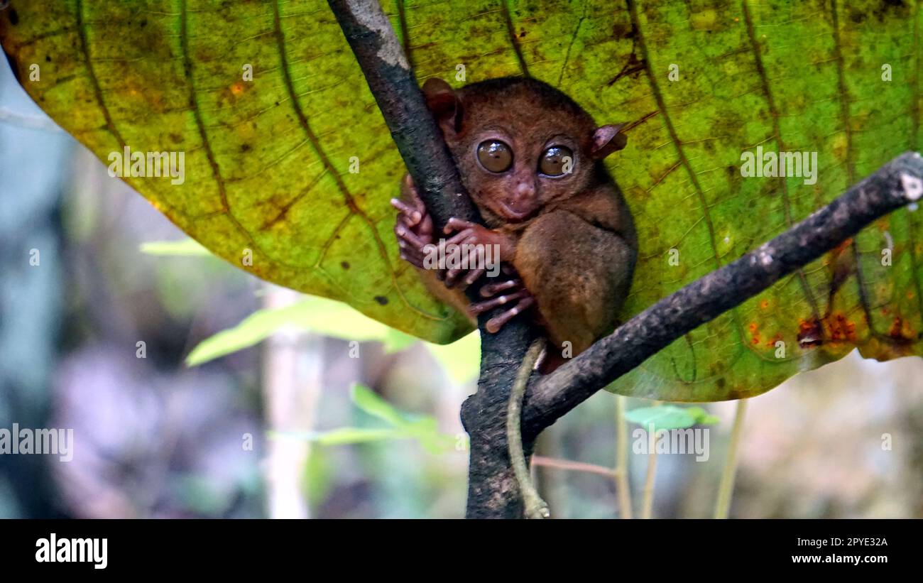 Portrait of Tarsier monkey (Tarsius Syrichta) on the tree at bohol ...
