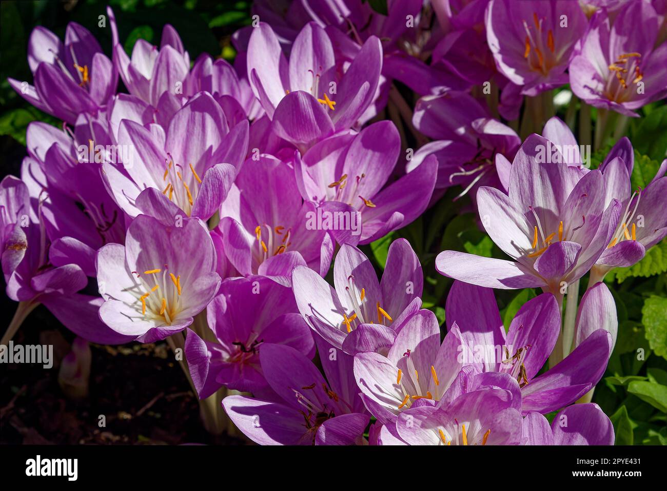 purple crocuses, group, close-up, from bulbs, cultivated flower, small, Iridaceae family, seasonal, Pennsylvania; Chester County, PA; autumn Stock Photo