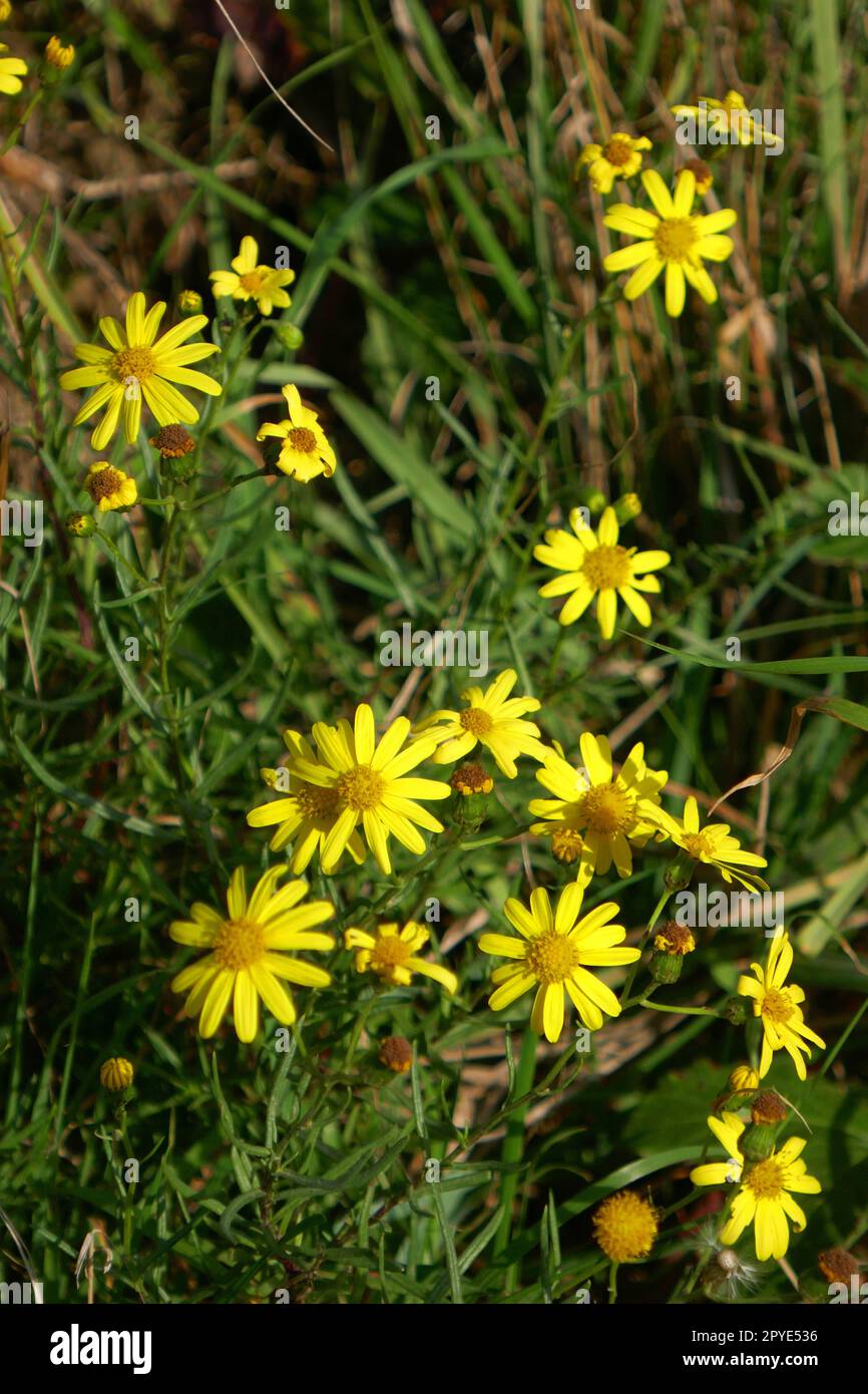 Water Ragwort Gelbes wasserkreuzkraut hi-res stock photography and images - Alamy