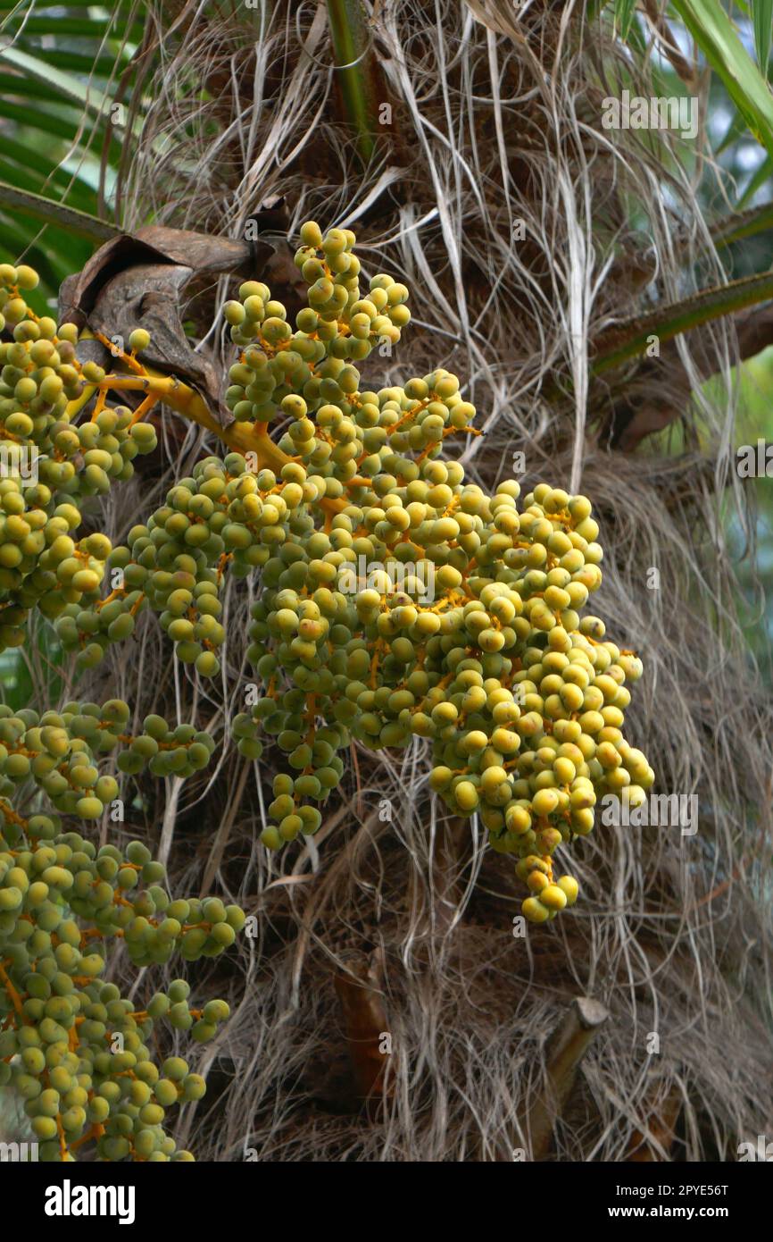 Fruchtstand einer kanarischen dattelpalme hi-res stock photography and ...