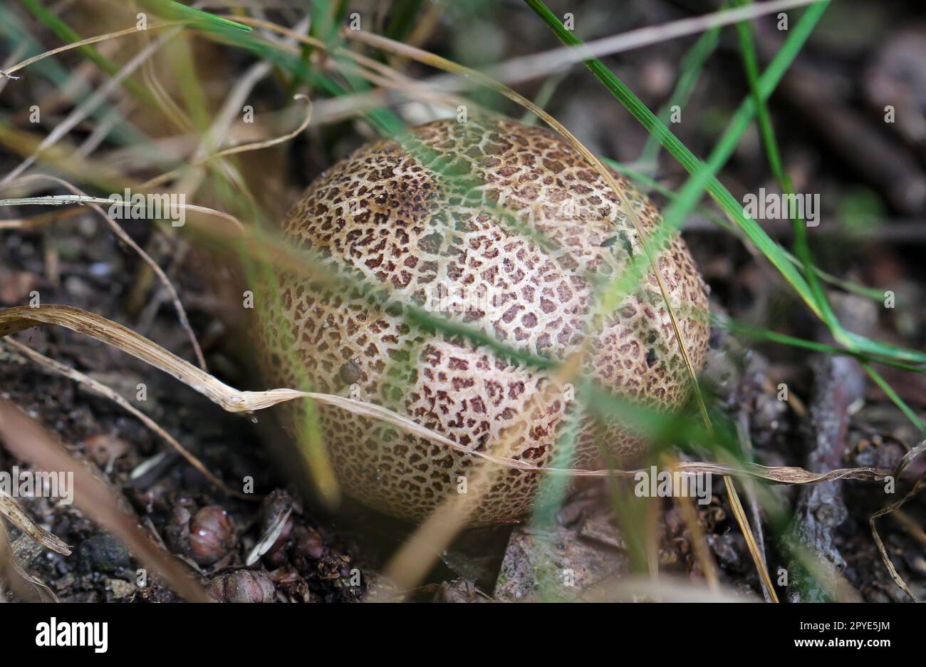A mushroom hidden between blades of grass. A mushroom hat barely visible between the grass. Stock Photo