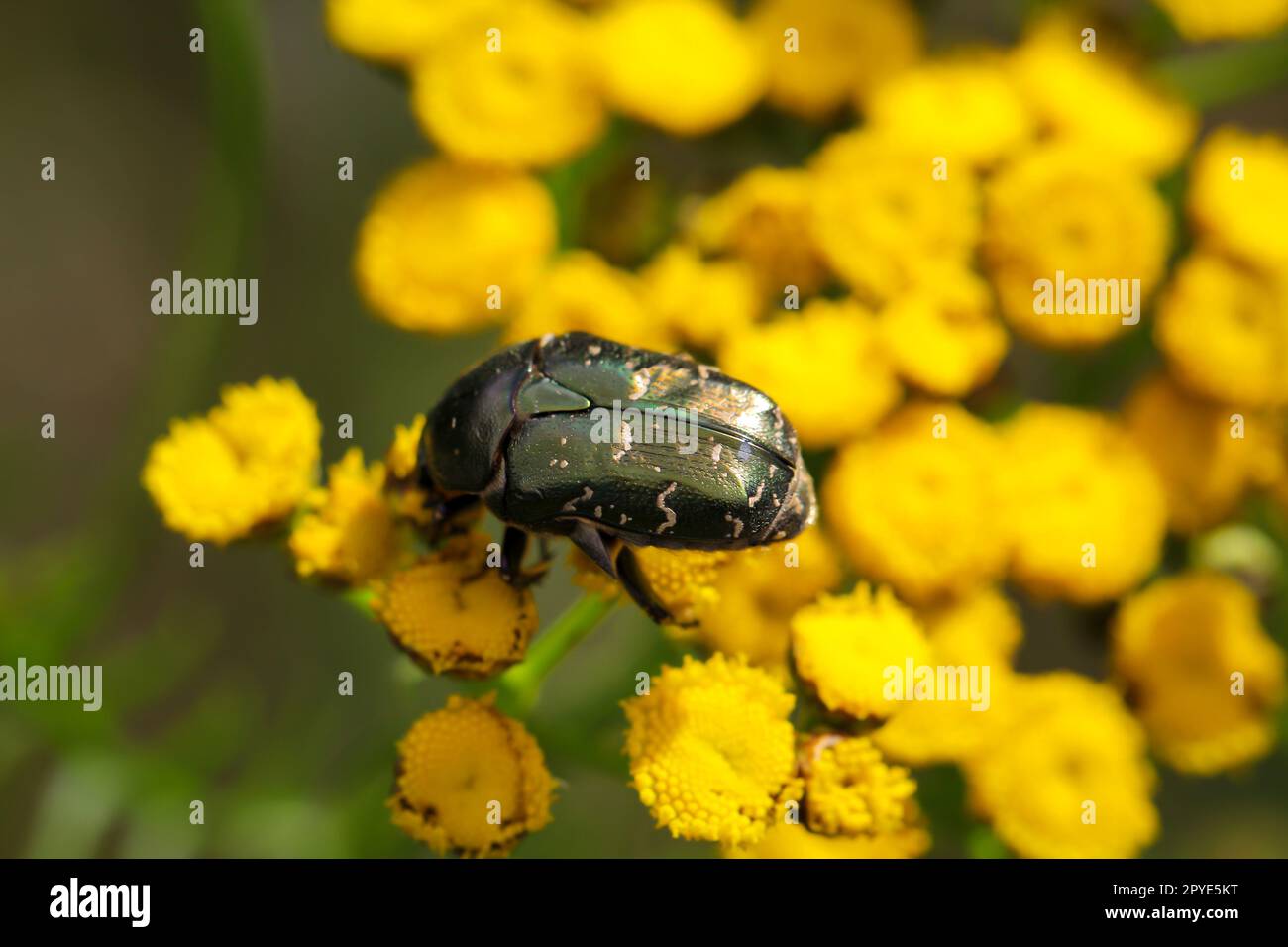 A rosebug on a rain fernl. Close up of a green rosebug. Stock Photo