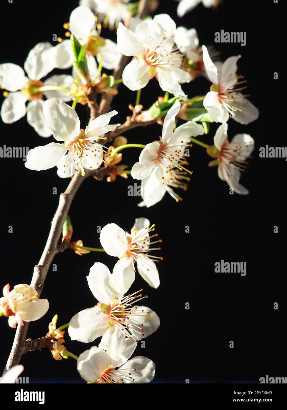 Bird cherry or cherry flowers on a black background. Close-up of a beautiful branch with white flowers. Bright spring bouquet. Prunus padus, known as bird cherry, hackberry, hagberry, or Mayday tree Stock Photo