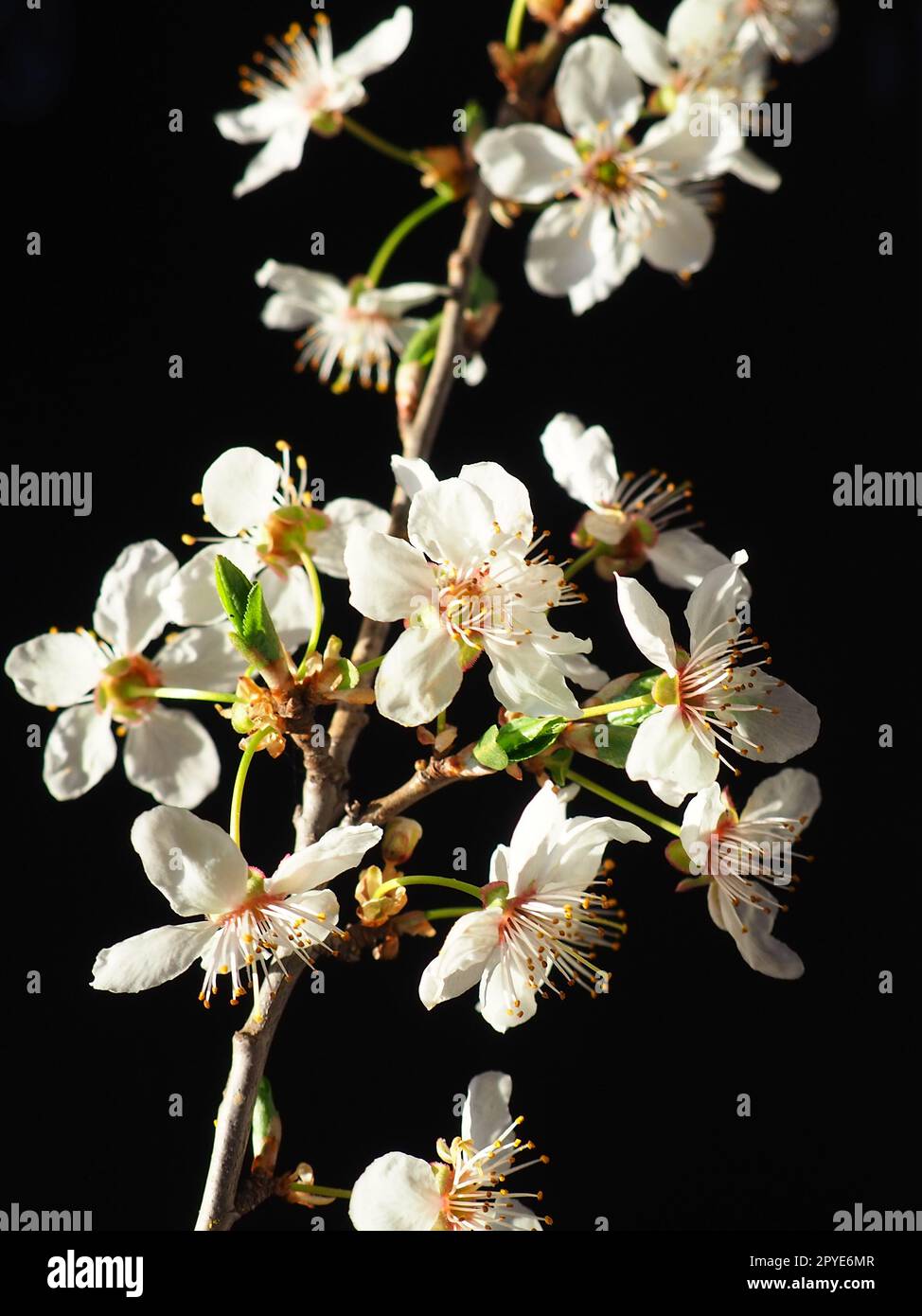 Bird cherry or cherry flowers on a black background. Close-up of a beautiful branch with white flowers. Bright spring bouquet. Prunus padus, known as bird cherry, hackberry, hagberry, or Mayday tree Stock Photo