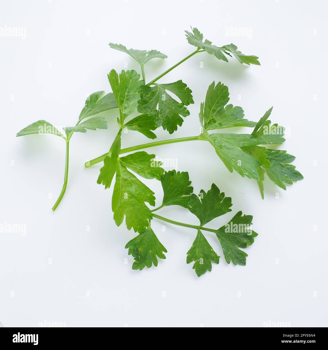 Petroselinum crispum, one- to two-year-old plant umbrella family Umbelliferae. Celery odorous, or Celery fragrant Apium graveolens is a biennial plant Apiaceae, a vegetable crop. White background. Stock Photo
