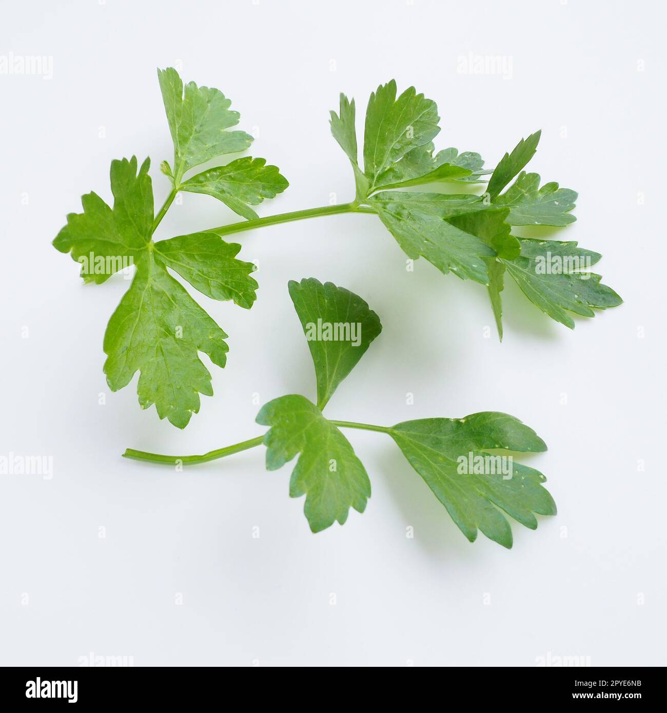 Petroselinum crispum, one- to two-year-old plant umbrella family Umbelliferae. Celery odorous, or Celery fragrant Apium graveolens is a biennial plant Apiaceae, a vegetable crop. White background. Stock Photo
