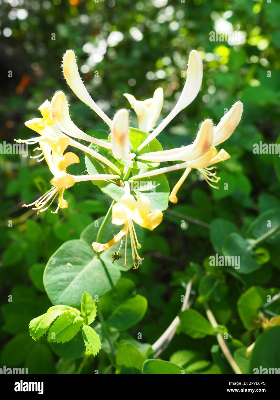 Honeysuckle blooms in the garden. White and yellow flowers of Lonicera Caprifolium against of green leaves. Floriculture and horticulture. Arching shrubs or twining vines in the family Caprifoliaceae. Stock Photo
