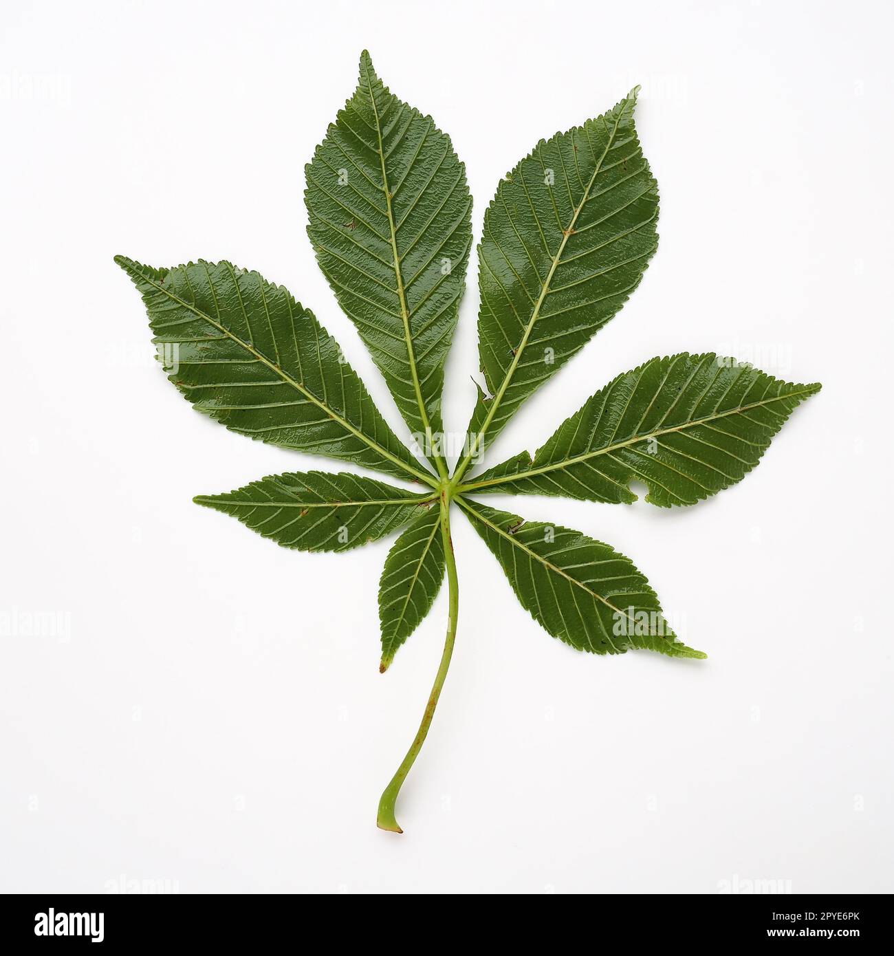 Chestnut leaf on a white background. The leaves are large, 7 - palmate, opposite, with long petioles. Horse chestnut, acorn, esculus Aesculus, a genus of plants in the Sapindaceae family Sapindaceae. Stock Photo