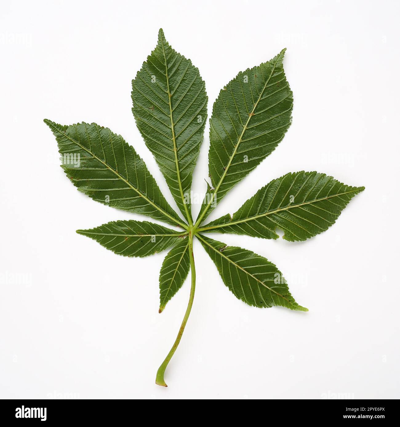 Chestnut leaf on a white background. The leaves are large, 7 - palmate, opposite, with long petioles. Horse chestnut, acorn, esculus Aesculus, a genus of plants in the Sapindaceae family Sapindaceae. Stock Photo