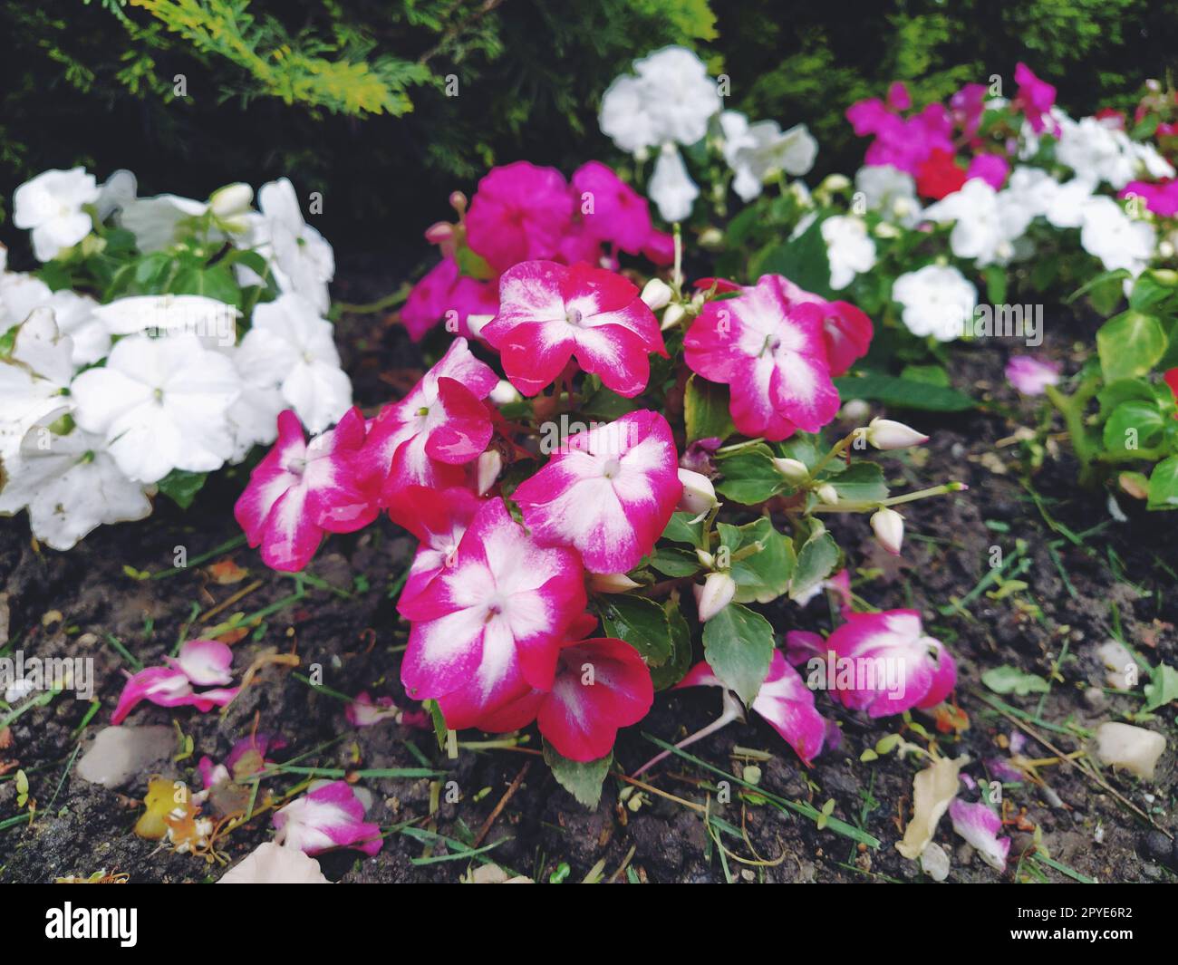 Petunia is a genus of herbaceous or semi-shrub perennial plants of the Solanaceae family. An ornamental variety grown as an annual, Petunia hybrida, or Petunia garden. White and pink striped flowers Stock Photo