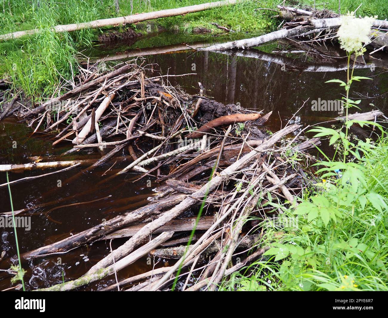 A beaver dam erected by beavers on a river or stream to protect against predators and to facilitate foraging during the winter. The dam materials are wood, branches, leaves, grass, silt, mud, stones Stock Photo