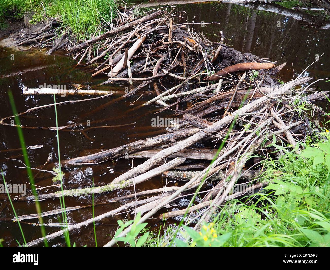 A beaver dam erected by beavers on a river or stream to protect against predators and to facilitate foraging during the winter. The dam materials are wood, branches, leaves, grass, silt, mud, stones Stock Photo