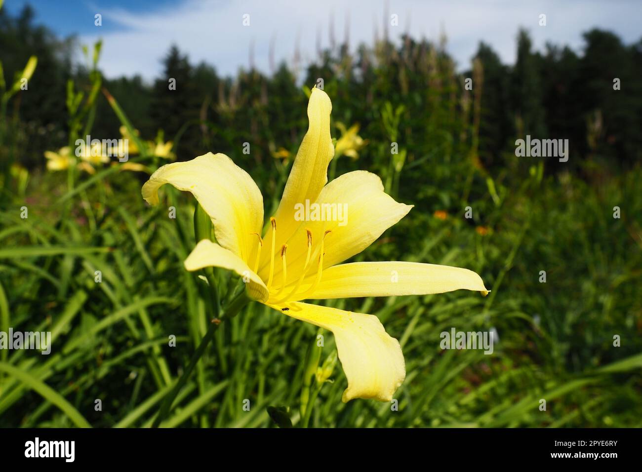 Daylily, or beautiful lemon-yellow, is a beautifully flowering perennial herbaceous plant. Long thin green leaves. Flowering as a hobby. Hemerocallis lilioasphodelus yellow variety. Stock Photo