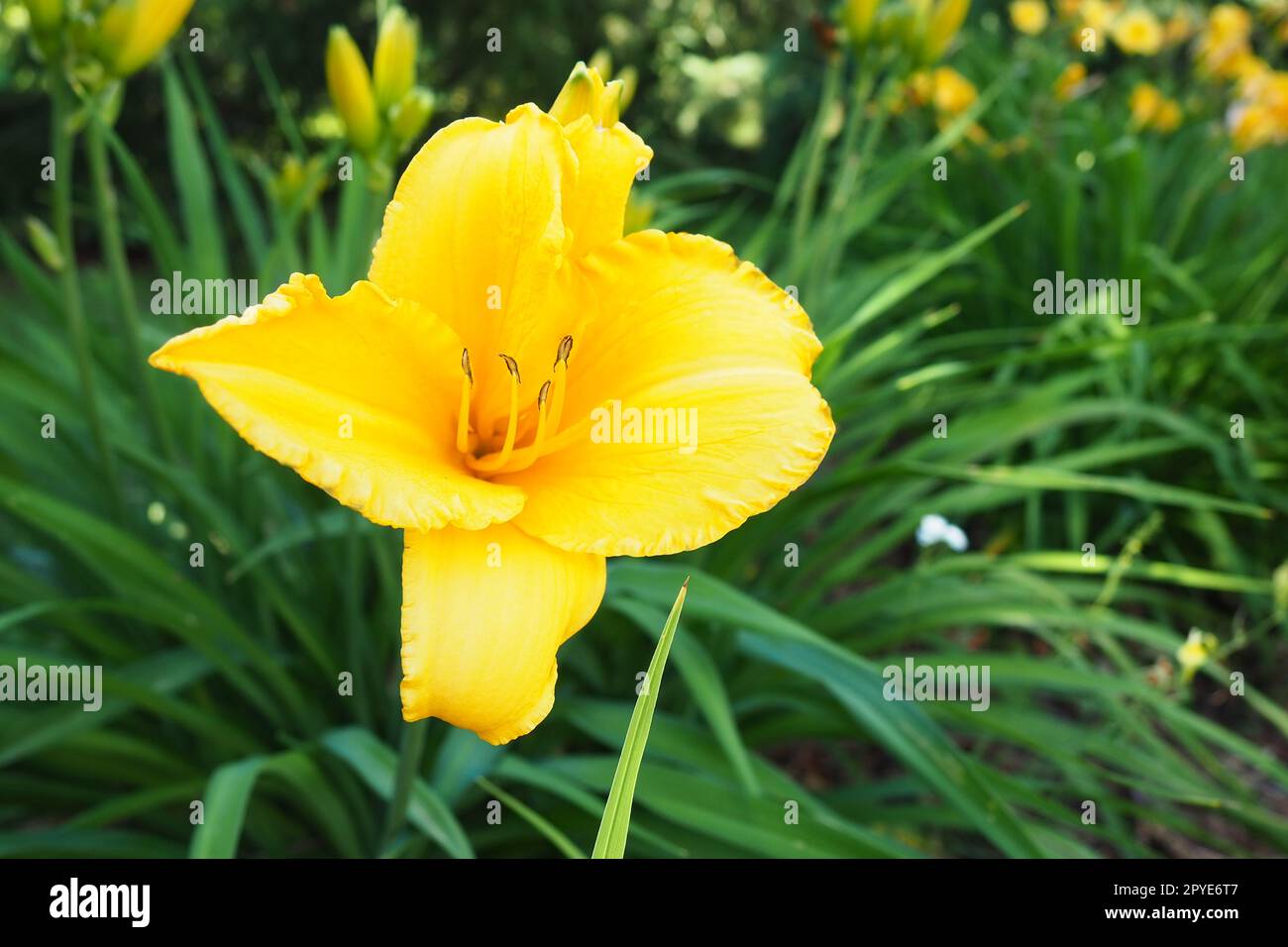 Daylily, or beautiful lemon-yellow, is a beautifully flowering perennial herbaceous plant. Long thin green leaves. Flowering as a hobby. Hemerocallis lilioasphodelus yellow variety. Stock Photo