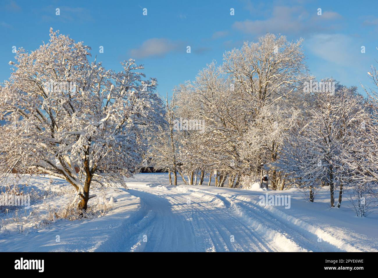 Winter landscape. Winter road and trees covered with snow Stock Photo ...
